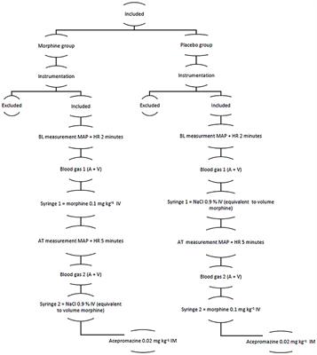 Cardiovascular effects of intravenous morphine in anesthetized horse